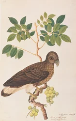 Gråhuvad fiskörn, från teckningar av fåglar från Malacka, ca 1805-18 (wc på papper)